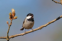 Coal Tit (Periparus ater) singing in woodland, North Wales, UK, May