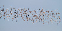 Dunlin (Calidris alpina) flock in flight in winter plumage, Liverpool Bay, England, UK, March