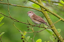 Garden Warbler (Sylvia borin) singing in woodland, Cheshire, England, UK, May