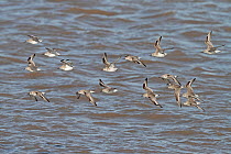 Flock of Knot (Calidris canutus) in flight over water in winter plumage, Liverpool Bay, England, UK, March