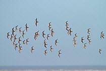Knot (Calidris canutus) in flight over water in winter plumage, Liverpool Bay, England, UK, March