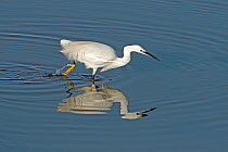 Little Egret (Egretta garzetta) foraging in shallow water on ebbing tide, with reflections, Liverpool Bay, England, UK, January