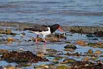 Oystercatcher (Haematopus ostralegus) foraging on beach, Anglesey, North Wales, UK, June