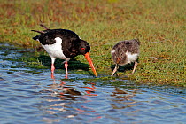 Oystercatcher (Haematopus ostralegus) chick eating prey caught by adult, Anglesey, North Wales, UK, June