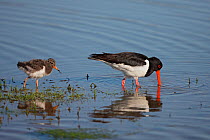 Oystercatcher (Haematopus ostralegus) chick following adult foraging in marshy pool, Anglesey, North Wales, UK, June