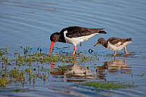 Oystercatcher (Haematopus ostralegus) chick following adult foraging in marshy pool, Anglesey, North Wales, UK, June