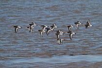 Oystercatcher (Haematopus ostralegus) small flock in flight over water, Liverpool Bay, England, UK, March