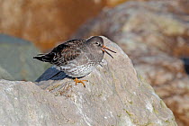 Purple Sandpiper (Calidris maritima) showing flexible beak while roosting on rocks on shore at high tide, Colwyn Bay, North Wales, UK, March