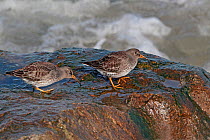 Purple Sandpipers (Calidris maritima) two feeding on rocky shore at high tide, Colwyn Bay, North Wales, UK, March