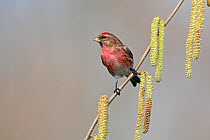 Male Lesser Redpoll (Carduelis flammea cabaret) perched on Hazel catkins, Cheshire, UK, March