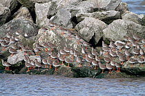 Mixed flock of Redshanks (Tringa totanus) and Dunlins (Calidris alpina) roosting on rocks at high tide, Liverpool Bay, UK, March
