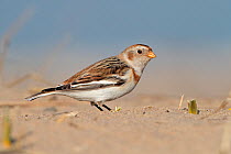 Snow Bunting (Plectrophenax nivalis) female on beach in winter, North Wales Coast, UK, March