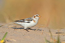 Snow Bunting (Plectrophenax nivalis) male  foraging on beach in winter, North Wales Coast, UK, March