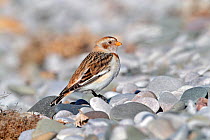 Snow Bunting (Plectrophenax nivalis)  female on pebble beach in winter, North Wales Coast, UK, March