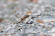 Snow Bunting (Plectrophenax nivalis) male on pebble beach in winter, North Wales Coast, UK, March