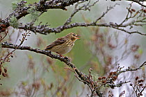 Tree Pipit (Anthus trivialis) singing in tree in woodland on hillside, North Wales, UK, May