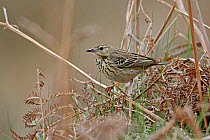 Tree Pipit (Anthus trivialis) on ground in open woodland on hillside, North Wales, UK, May