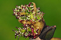 Ash (Fraxinus axcelsior) close-up of bud bursting, and flowers emerging, Spring. Dorset, England, UK April