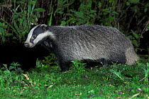 Badger (Meles meles) walking in field after dark. Dorset, England,  UK July