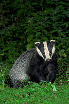 Badger (Meles meles) sitting in field after dark. Dorset, England, UK, July