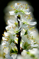 Blackthorn (Prunus spinosa) close-up of blossom. Dorset, UK April