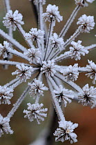 Frost crystals on Cow parsley (Anthriscus sylvestris) seeds. Dorset, UK. January