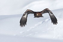 Golden eagle (Aquila chrysaetos) in flight over snow, Alps, Austria, controlled conditions