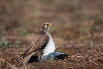 Saker falcon (Falco cherrug) on ground with bird prey, wild bird, Slovakia
