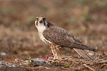 Saker falcon (Falco cherrug) on ground with bird prey, wild bird, Slovakia