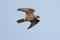 Saker falcon (Falco cherrug) in flight, wild bird, Slovakia