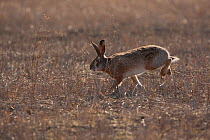 European hare (Lepus europaeus) running through field, Slovakia