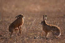 European hare (Lepus europaeus) mating pair in stand off in field, Slovakia