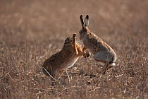 European hare (Lepus europaeus) mating pair boxing in field, Slovakia