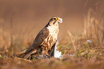 Saker falcon (Falco cherrug) with bird prey on ground, wild bird, Slovakia
