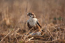 Saker falcon (Falco cherrug) with bird prey on ground, wild bird, Slovakia