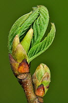 Large-leaved lime (Tilia platyphyllos) leaves bursting out from bud, Dorset, UK April