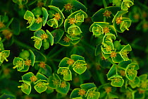 Portland spurge (Euphorbia portlandica) in flower. Tout Quarry, Portland, Dorset, UK. June