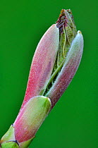 Sycamore (Acer pseudoplatanus) bud about to burst. Dorset, UK April