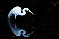 Great egret (Ardea alba) hunting, with reflection in shallows of the Everglades. Florida, USA.