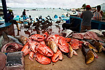 Fresh fish at market in Puerto Ayora, Santa Cruz Island, Galapagos, Ecuador.