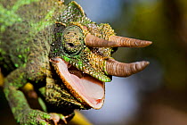 Male Jackson's chameleon (Chamaeleo jacksonii) with open mouth. Maui, Hawaii.
