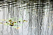 Reflection of grass reeds and lily pads on the surface of lake near Sechelt, British Columbia, Canada.