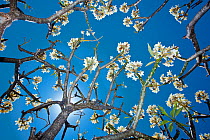 View up through the blossom of a Frangipani tree (Plumeria sp) Maui, Hawaii.