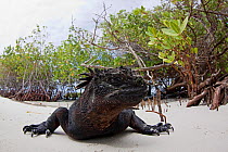 Marine iguana (Amblyrhynchus cristatus) emerging from ocean into Mangroves (Rhizophoraceae). Santa Cruz Island, Galapagos, Ecuador.