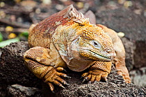 Galapagos land iguana (Conolophus subcristatus) portrait. Santa Cruz Island, Galapagos, Ecuador.