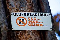 Sign prohibiting cutting, picking or climbing Breadfruit / Ulu tree (Artocarpus altilis) sacred to native Hawaiian culture. Maui, Hawaii.