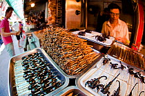 Deep fried Scorpions, Silkworms, Beatles, Crickets, Centipedes and Spiders for sale at a food stand in Guangzhou, China.