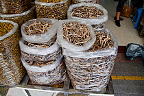 Bags full of dried Seahorse (Hippocampus) for sale at a medicine shop in Guangzhou, China. Seahorses are dried for use as aphrodisiacs in Chinese medicine.