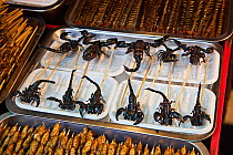 Deep fried Scorpions (Scorpiones) and other insects for sale at food stand in Guangzhou, China.
