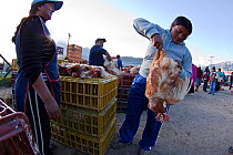 Bound chickens (Gallus gallus domesticus) for sale in a large open Indian market shortly after dawn in the town of Otavalo, Ecuador.